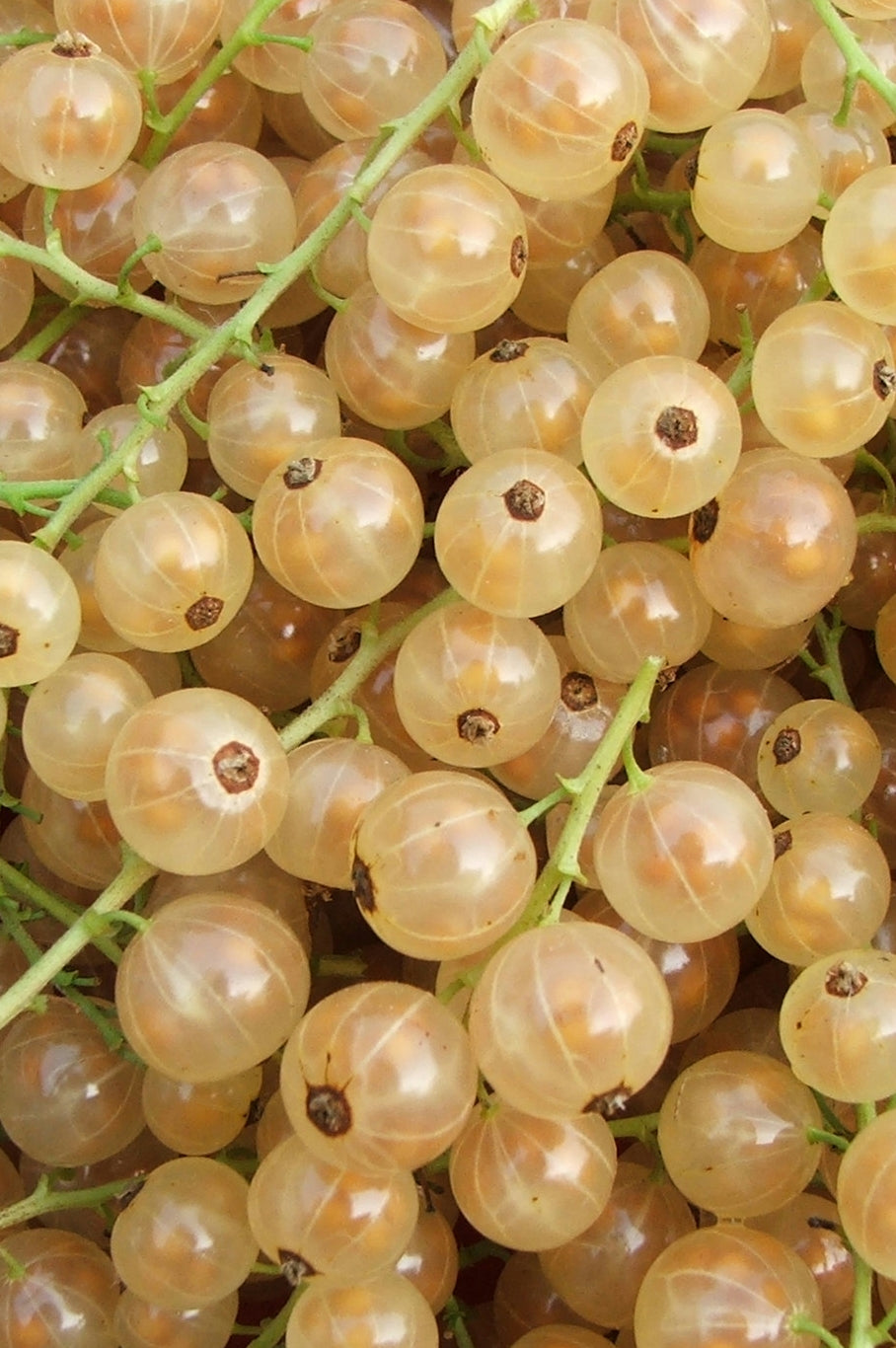 Ribes bianco
