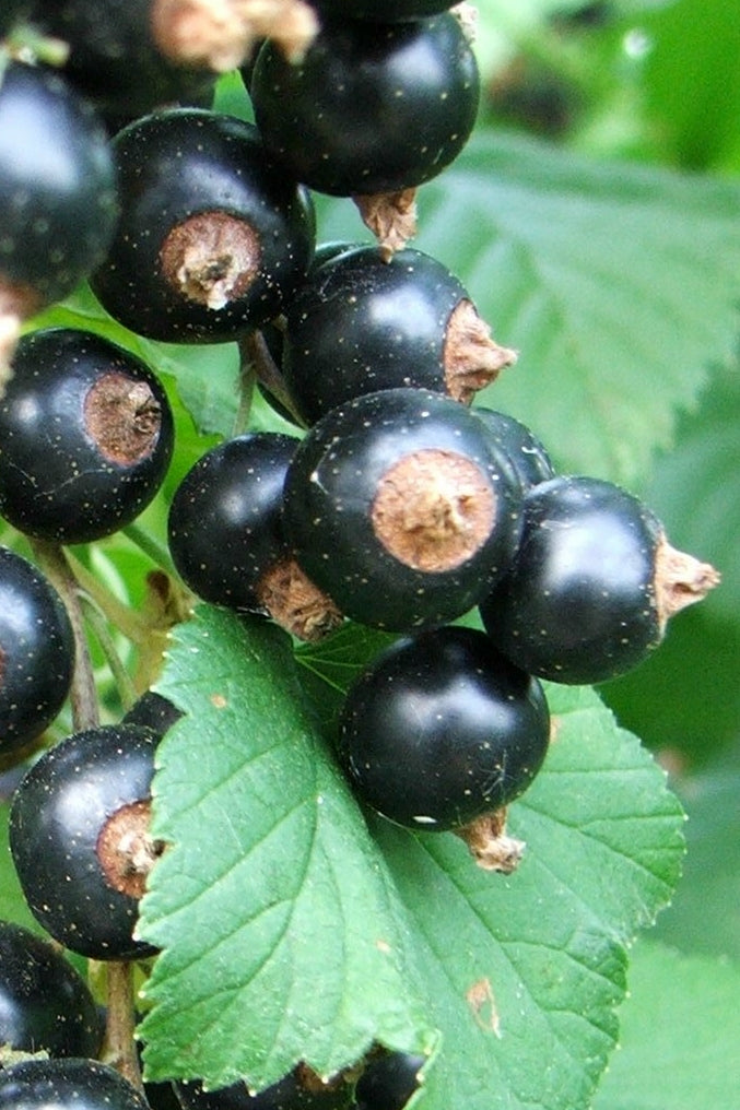 Ribes nero