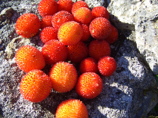 Corbezzolo