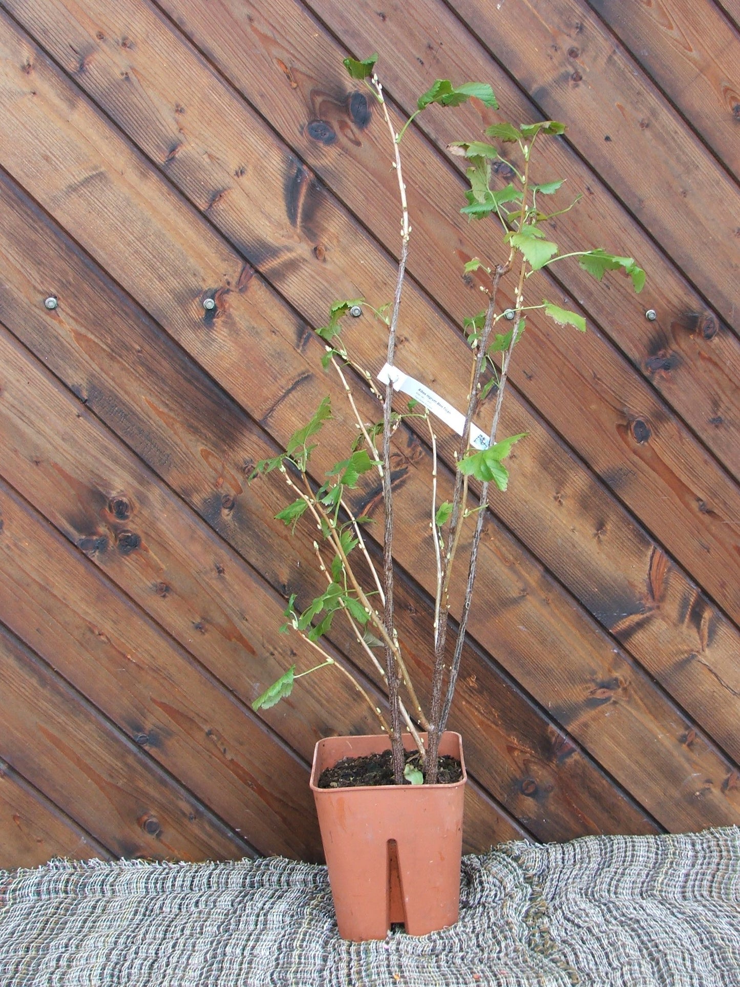 Ribes nero extra