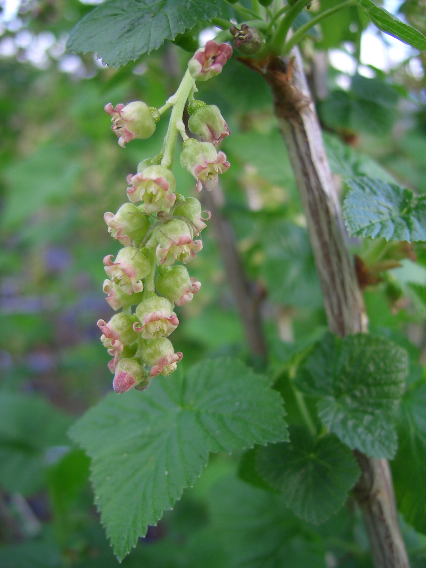 Ribes nero extra
