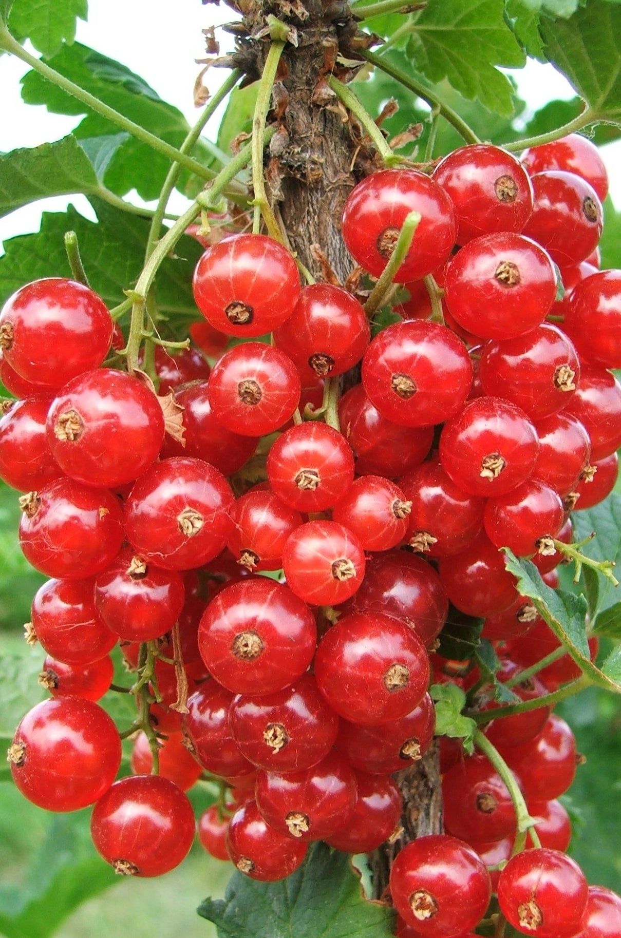 Ribes rosso