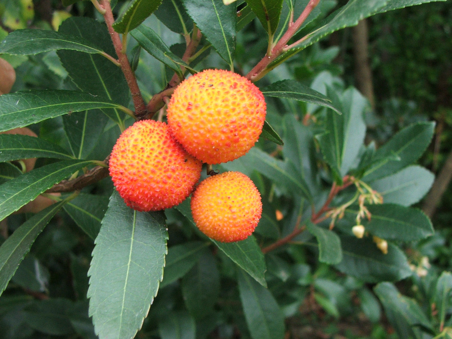 Corbezzolo