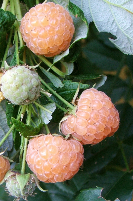 Lampone giallo