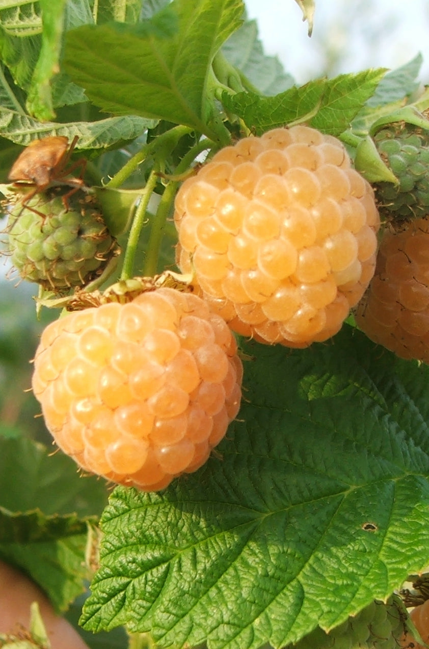 Lampone giallo