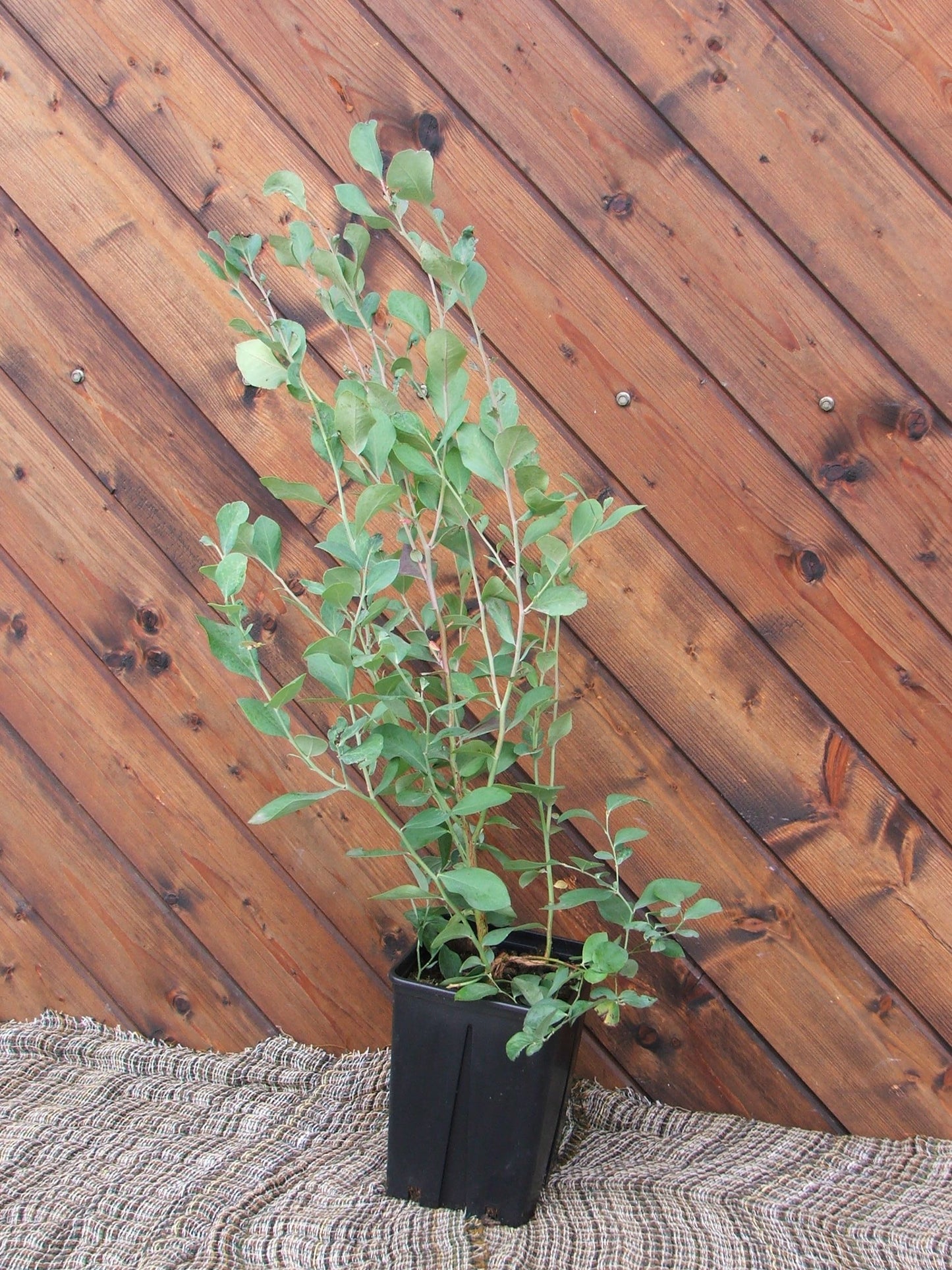 Mirtillo conilopide Powderblue